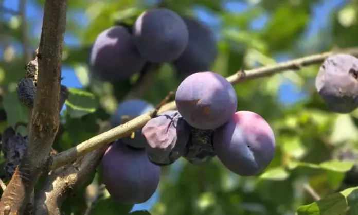 prune001-1000x600.webp.webp
