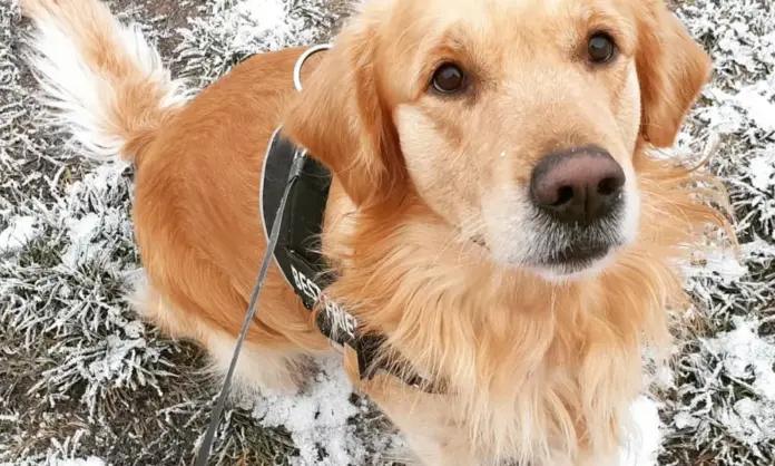 caine-catel-golden-retriver-caine-ghid001-1000x600.webp.webp