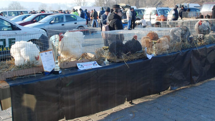 expozitie-pasari-iepuri-animale-mici-blaj-feb-2025.jpg