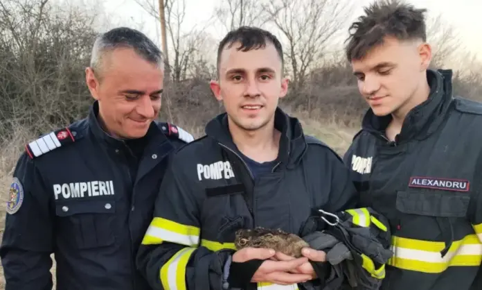 pompieri-iepurasi-salvare-isu-gorj-martie-20251-1000x600.webp.webp