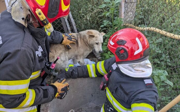 caine-salvat-pompieri-vintu-de-jos-27-aug-2025-960x600.jpg