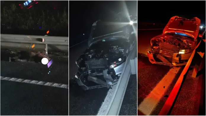 accident-pe-autostrada-A1-Sibiu-Sebes-la-km-301-noaptea-din-cauza-unui-urs.webp.webp