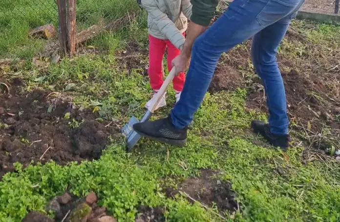 sapat-in-gradina-plantat-copaci.webp.webp