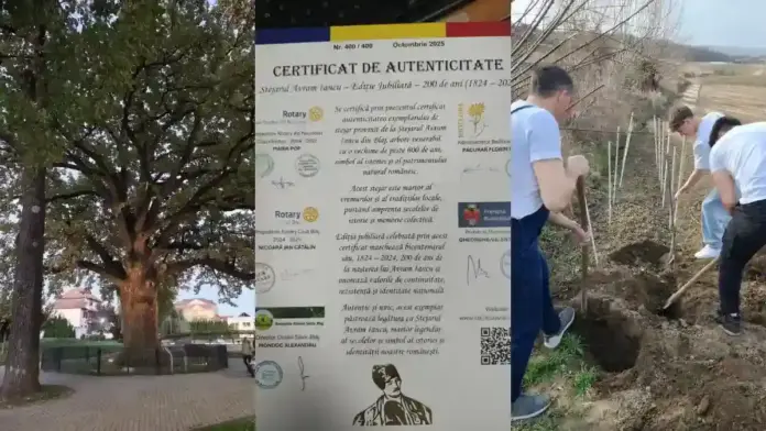 stejar-avram-iancu-blaj-campanie-rotary-2025.webp.webp